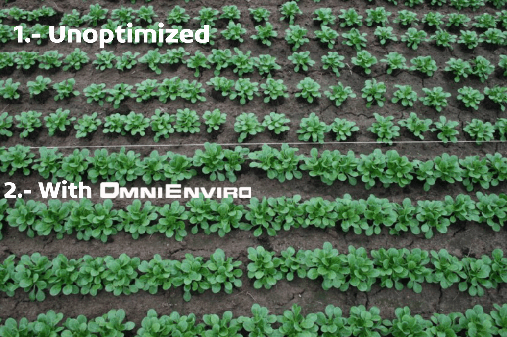 Side-by-side comparison of plant growth with and without OMNIENVIRO HDMR® technology